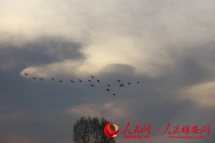 迁徙到白洋淀的小天鹅。齐明摄