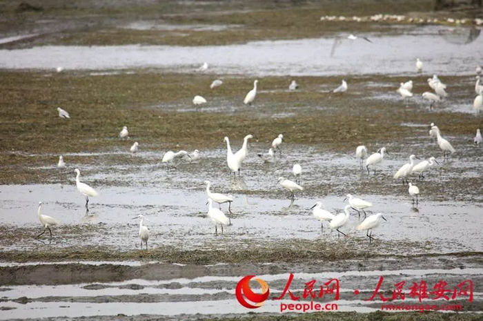春季迁徙来白洋淀的红嘴鸥与白鹭群。齐明摄