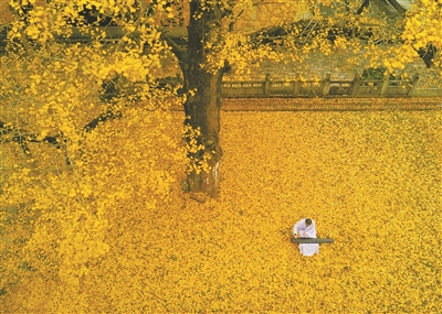     雪窦寺银杏。悠游/摄