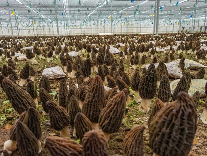 基地大棚中的羊肚菌。赵琪 供图