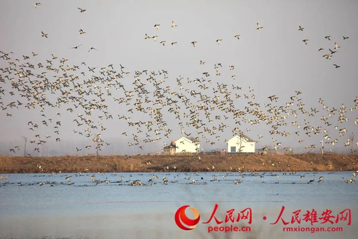 在白洋淀越冬的野鸭群。齐明摄