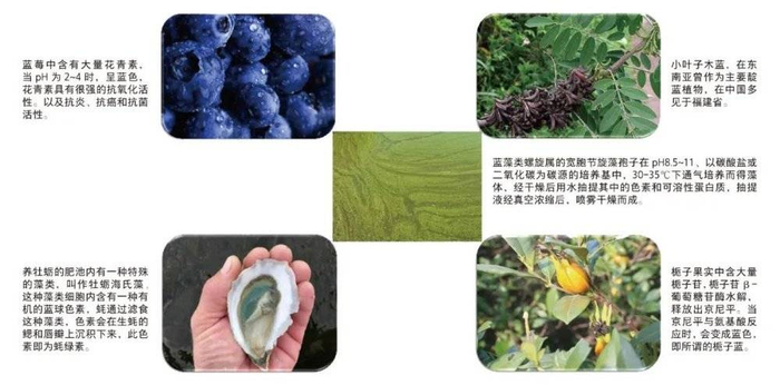 不同种天然蓝色素的来源及其生理特性