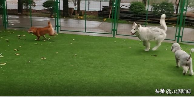 小狗在草坪上追逐。图/受访者提供