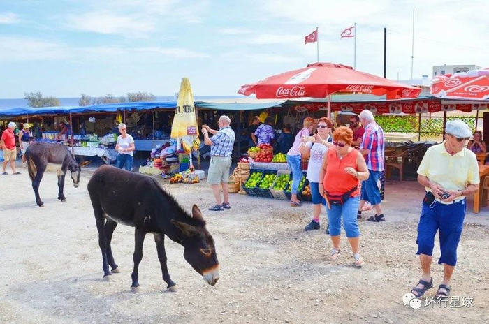 毫不怕人的驴，在公路上悠闲散步，图：Shutterstock