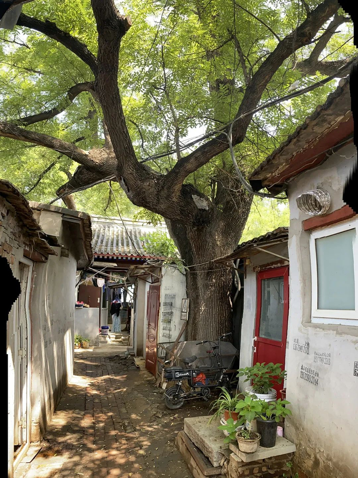 火神庙庭院中的老槐树 © OPEN建筑事务所