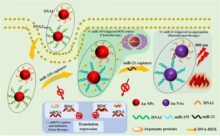 图1 球形核酸的结构及治疗机制示意图