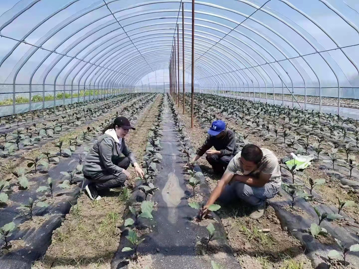 菜农查看茄苗长势