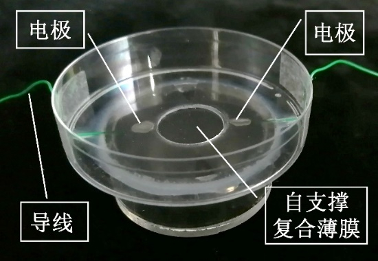 图2. 仿鱼侧线水下机械传感器实物照片