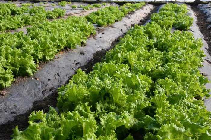 即将成熟走向市场的蔬菜