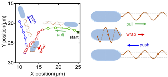 铜绿假单胞菌游动新模式。（左）图1细菌的游动轨迹示意图，不同颜色代表不同游动模式。（右）三种游动模式下鞭毛丝的状态。