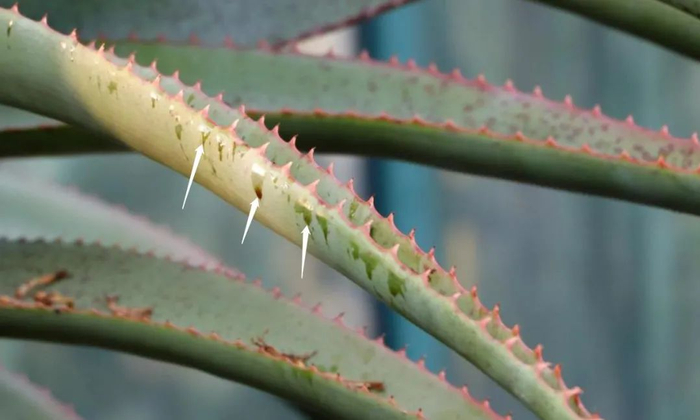 图25 芦荟叶上的花蜜