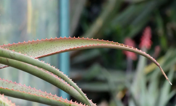 图11 好望角芦荟的叶较薄