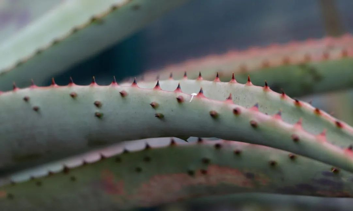 图12 马氏芦荟较老的叶