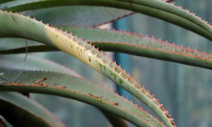 图2 叶缘的红齿