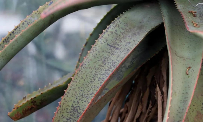 图26 芦荟叶上黑色的斑点