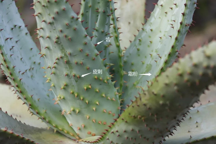图22 示芦荟的齿、皮刺和霜粉