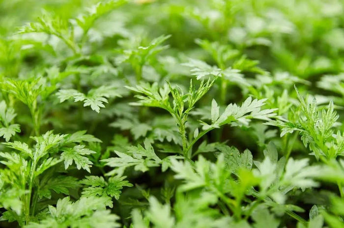 艾叶（图源网络）