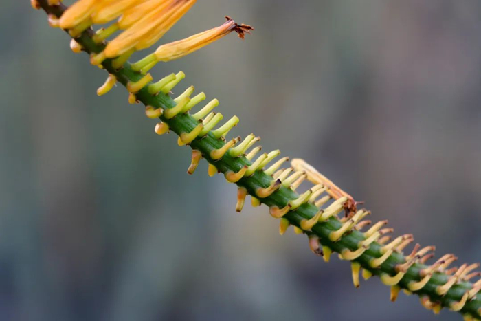 图15 马氏芦荟小花梗向上倾斜