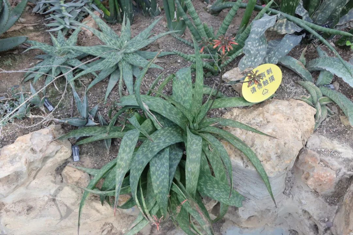 图24 芦荟叶上的斑点