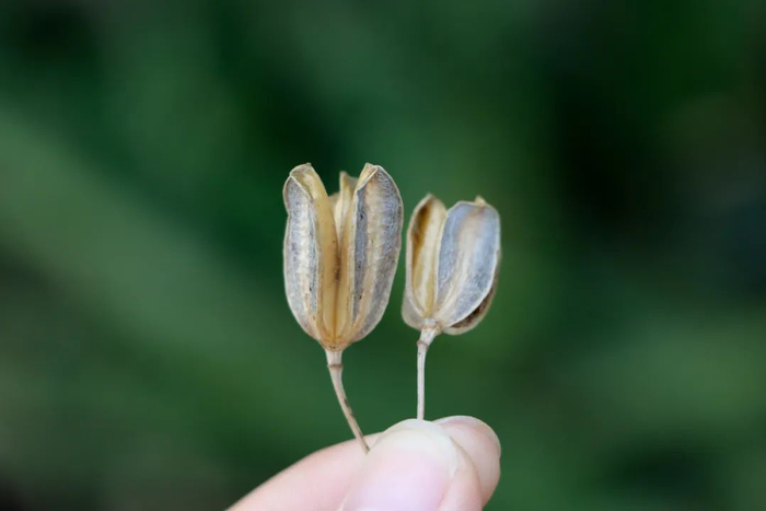 图37 开裂的蒴果