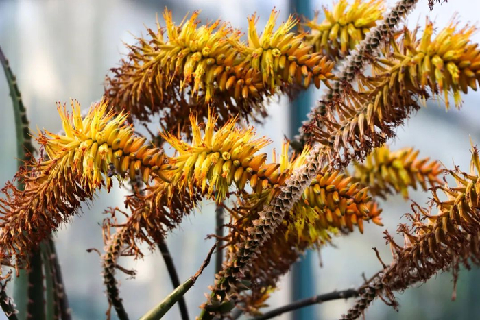 图3 总状花序近照