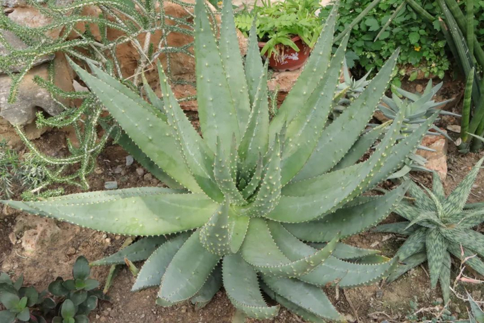 图23 叶面的皮刺主要沿中脉分布