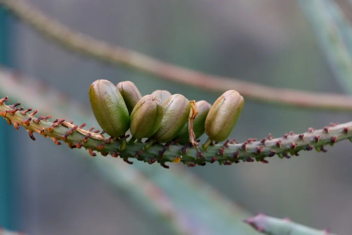 图36 鬼切芦荟的蒴果