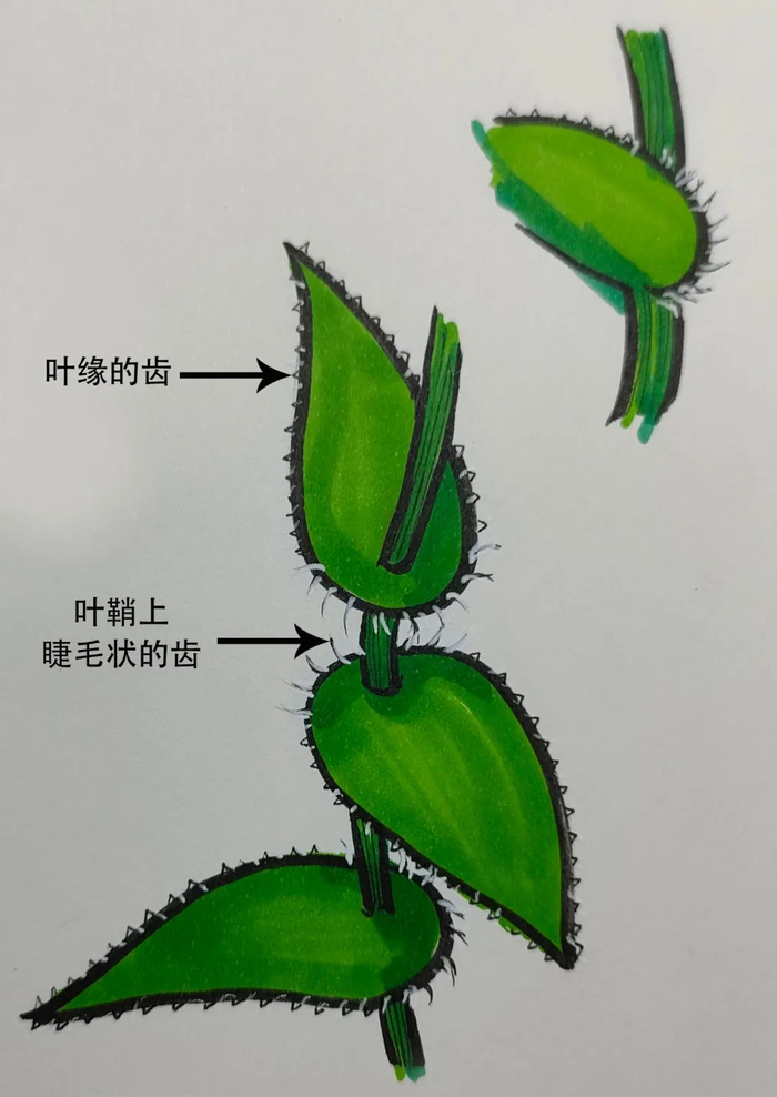 图32  纤毛芦荟