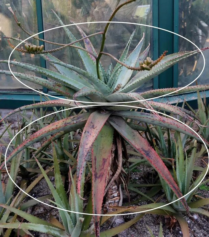 图30 上部的新叶有霜粉，下部老叶没有霜粉，被强光晒红、晒伤