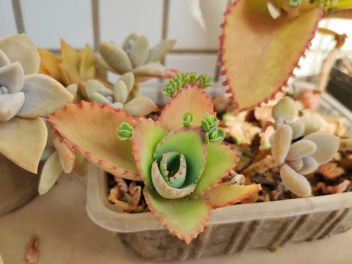 图34 落地生根叶缘的株芽