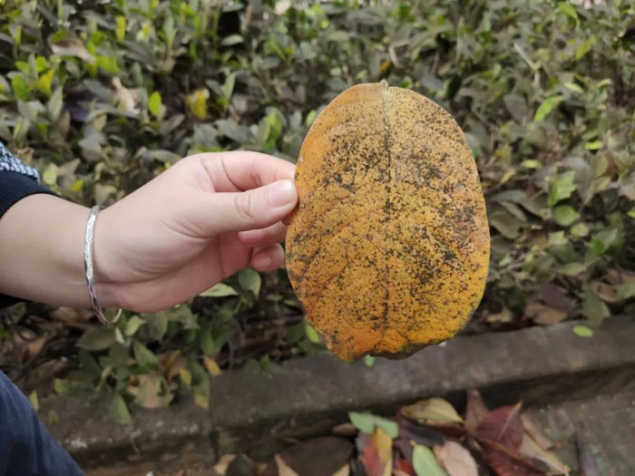 图27 蚜虫过多引起大叶紫薇煤烟病