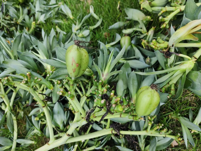 图35 剑麻的株芽和果实