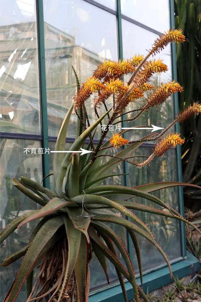 图1 好望角芦荟