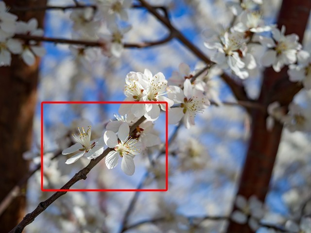 哈苏907X 50C实拍样片，红色框内为我们的截图区域