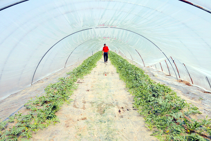 大棚内泾河西瓜正“坐果”。刘峰生 摄