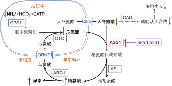 ▲SPA 和 LM-2I 靶向激活 ASS1 发挥抗肿瘤机制