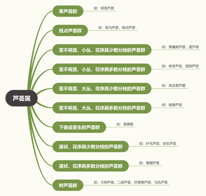 图17 十大芦荟群