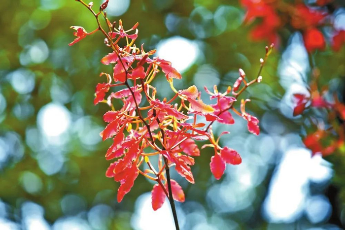 云南火焰兰 李苏榕 摄