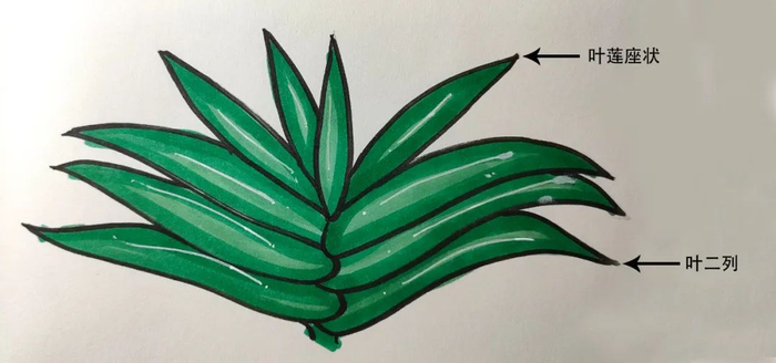 图21 叶排列变化