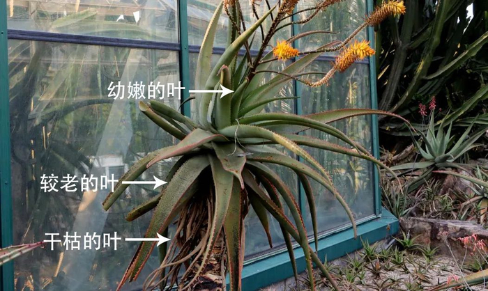 图5 植株上的叶