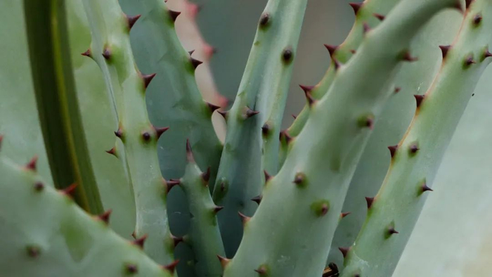 图13 马氏芦荟幼叶