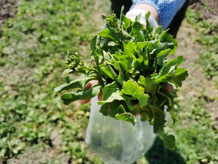 4月2日，京城梨园，采挖野菜的市民向记者展示刚刚挖的野菜。实习生 张晓悦 摄