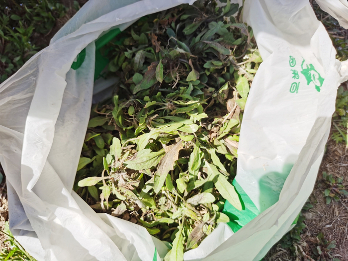 4月2日，朝阳区平房公园，市民展示刚刚挖到的野菜。实习生 张晓悦 摄