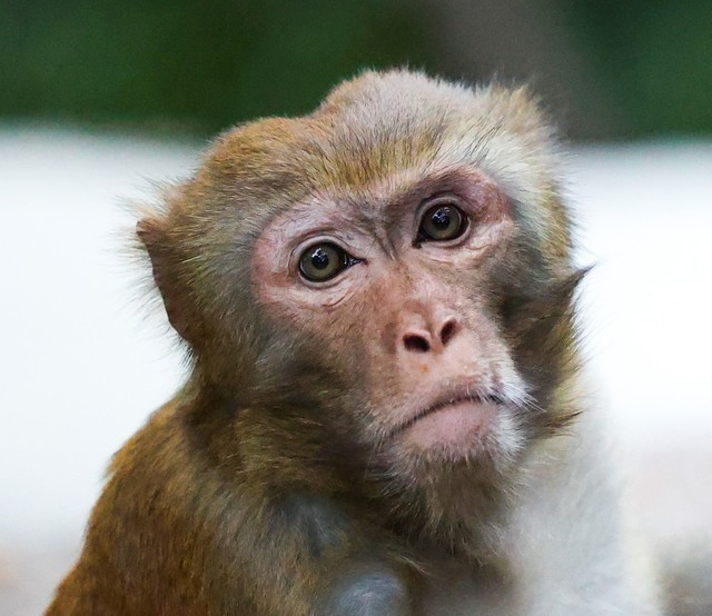 截图区域放大展示，噪点控制依然优秀