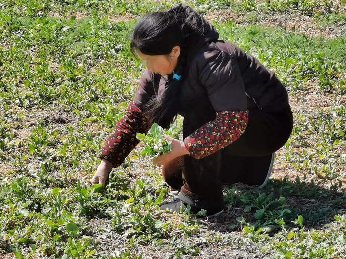 4月2日，京城梨园，市民正在园区内采挖野菜。实习生 张晓悦 摄
