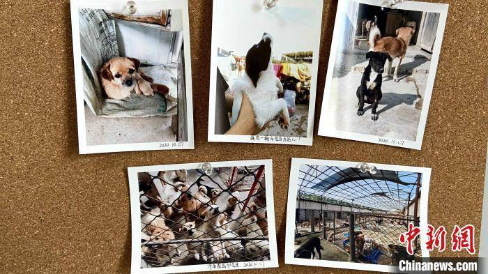 宠物主人留下的照片，其中有一张图片上写着“我有一颗向往自由的心”。　孙婷婷 摄