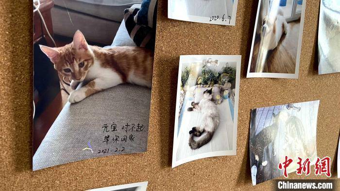 宠物主人留下的照片，其中有一张图片上写着“元宝，对不起，等你回家”。　孙婷婷 摄