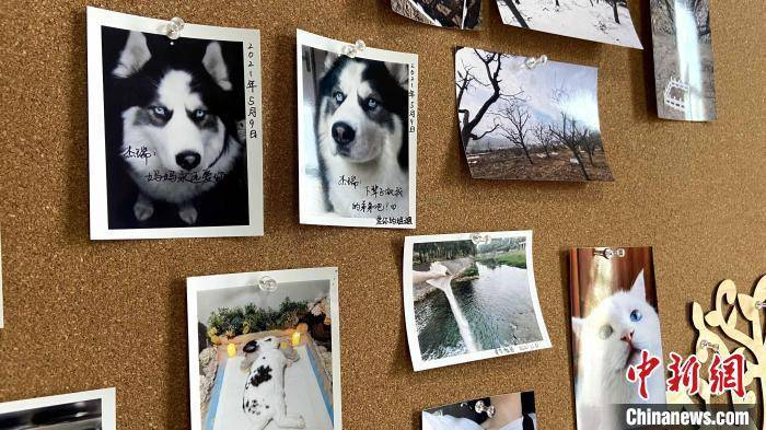 宠物主人留下的照片，其中有一张图片上写着“杰瑞，妈妈永远爱你”。　孙婷婷 摄