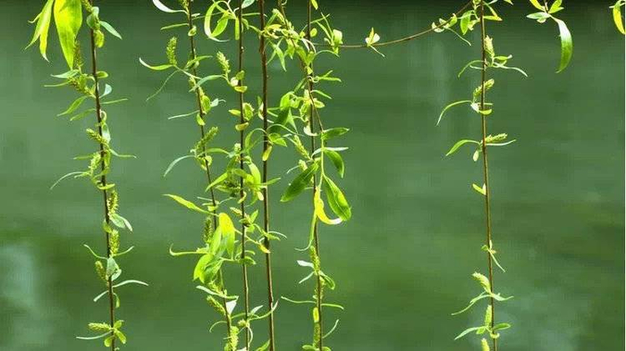 柳条，图片来源于网络