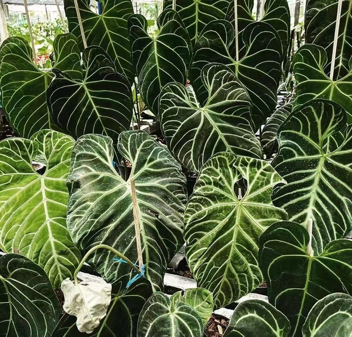 汤明基地里的帝王花烛